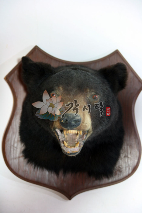 10648-박제 곰
